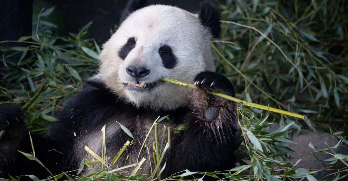 Copenhagen: Copenhagen Zoo Entry Ticket - Panda House: why this exhibit is more than a photo stop